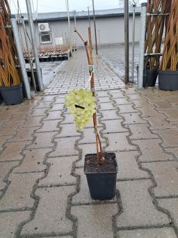 Winogrono 'Ontario' - Vitis - P9/P11