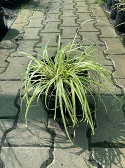 Carex Oshimensis 'Evergold' - Turzyca Oszimska - C2