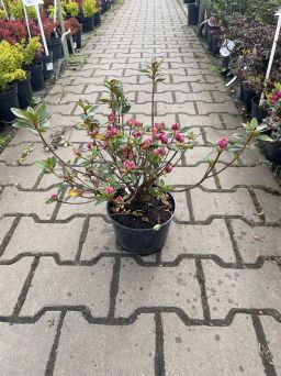 Azalea Japonica 'Petticoat' - Azalia Japońska - C2,5