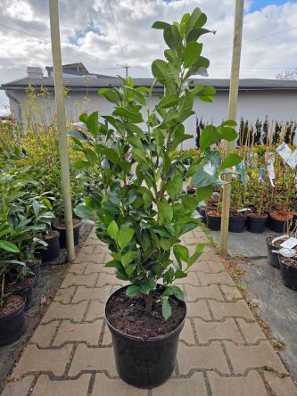Prunus Laurocerasus Etna - Laurowiśnia wschodnia, zimozielony krzew C10