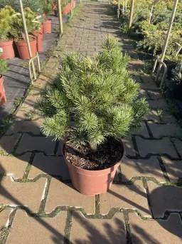 Pinus Uncinata 'Mops' - Sosna Hakowata - C4,5