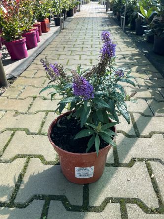 Budleja Davidii 'Butterfly Candy Little Lila' - Budleja Dawida - C3