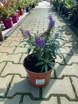 Budleja Davidii 'Butterfly Candy Little Lila' - Budleja Dawida - C3