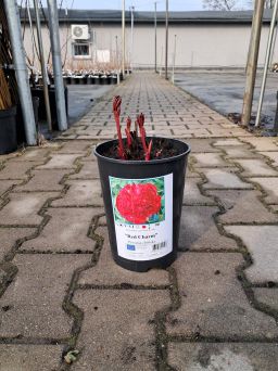 Piwonia Chińska 'Red Charm' - Paeonia Lactiflora - C3HL