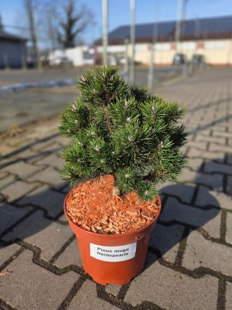 Pinus Mugo Heiderperle - sosna górska Heiderperle C5