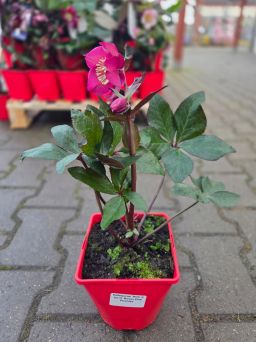 Helleborus HGC Ice N' Roses 'Pink Promise ' - Ciemiernik Pełny - C2