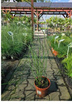 Miscanthus Siensis ‘Sarabande’ – Miskant Chiński – C3
