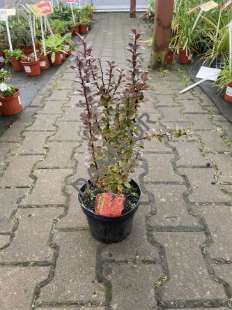 Berberis Thunbergii 'Vulcano' - Berberys Thunberga - C2