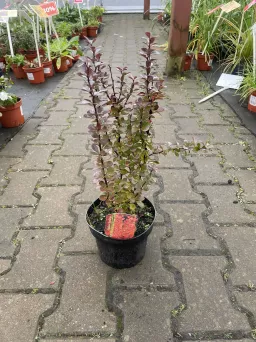 Berberis Thunbergii 'Vulcano' - Berberys Thunberga - C2