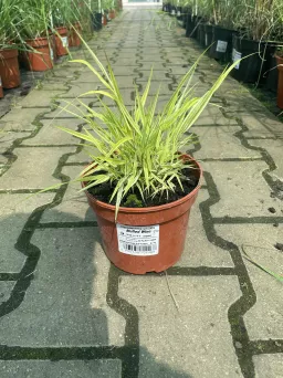 Hakonechloa Macra 'Mulled Wine' - Hakonechloa Smukła - C1,5