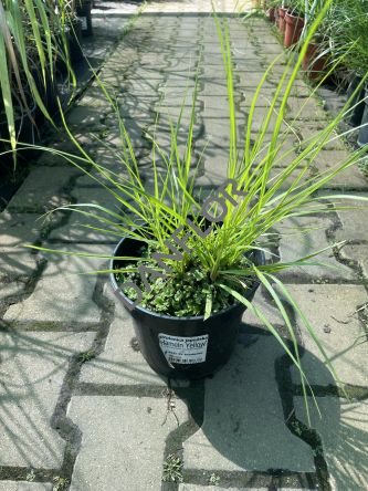 Pennisetum Alopecuroides 'Hameln Yellow' - Rozplenica Japońska - C3