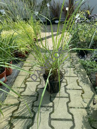 Pennisetum Alopecuroides 'Viridescens' - Rozplenica Japońska - C3