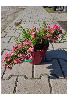 Rosa 'Citie Pie' - Róża - C3