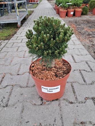Pinus Uncinata Titus - Sosna C5