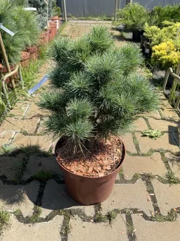 Pinus Strobus 'Greg' - Sosna Wejmutka - C5