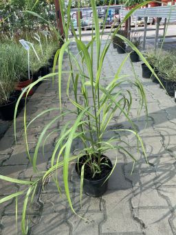 Miscanthus Sinensis 'Memory' - Miskant Chiński - C3