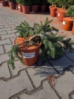 Picea glauca Pendula – świerk biały zwisający C5