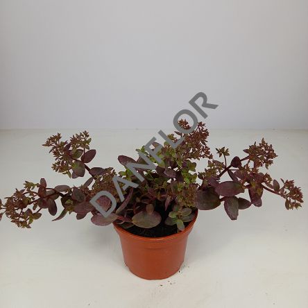 Sedum 'SunSparkler Cherry Tart' - Rozchodnik - C1,5