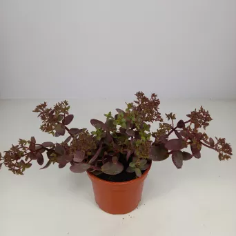 Sedum 'SunSparkler Cherry Tart' - Rozchodnik - C1,5