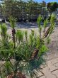 Pinus Densiflora Umbraculifera - Sosna gęstokwiatowa C5 - 2
