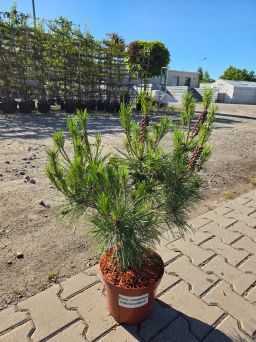 Pinus Densiflora Umbraculifera - Sosna gęstokwiatowa C5