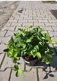 Cornus Canadensis - Dereń - C3