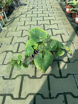 Brunnera Macrophylla 'Betty Bowring' - Brunera Wielkolistna - C2