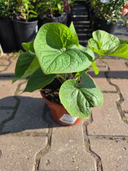 Brunnera Macrophylla 'Betty Bowring' - Brunera Wielkolistna - C2