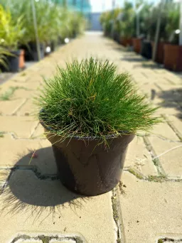 Festuca Gautieri - Kostrzewa Gautiera - C1,5