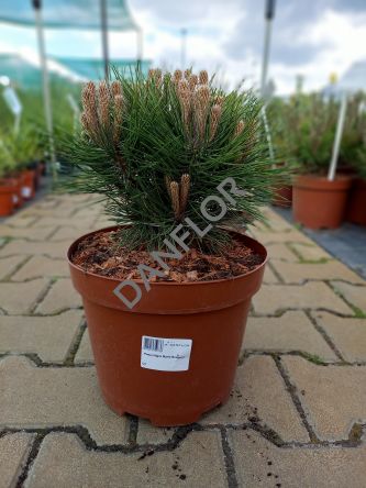 Pinus Nigra 'Marie Bregeon' - Sosna Czarna - C5