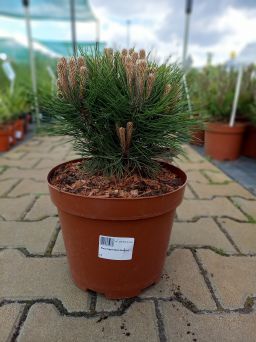 Pinus Nigra 'Marie Bregeon' - Sosna Czarna - C5