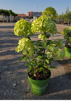 Hydrangea Paniculata ‘Greenlight’ – Hortensja Bukietowa – C5