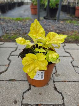 Heuchera 'Tiramisu' - Żurawka - C2