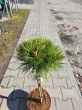 Pinus Nigra Marie Bregeon - Sosna Czarna szczepiona PA50cm - C5 - 2