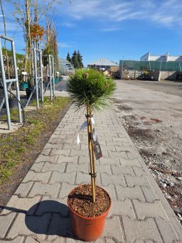 Pinus Nigra Marie Bregeon - Sosna Czarna szczepiona PA50cm - C5