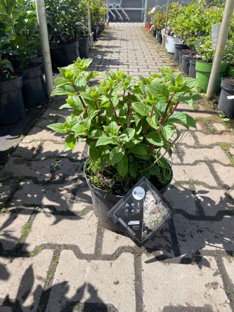 Hydrangea  Paniculata ‘Bee Happy’ – Hortensja Bukietowa – C5