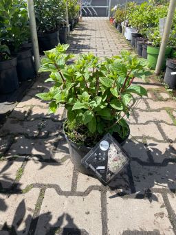 Hydrangea  Paniculata ‘Bee Happy’ – Hortensja Bukietowa – C5