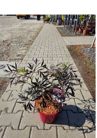 Sambucus Nigra 'Black Lace' - Bez Czarny - C3