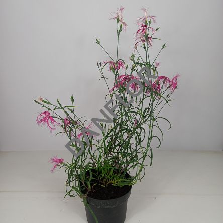 Dianthus Gratianopolitanus 'Dancing Geisha' - Goździk Chiński - C1,5