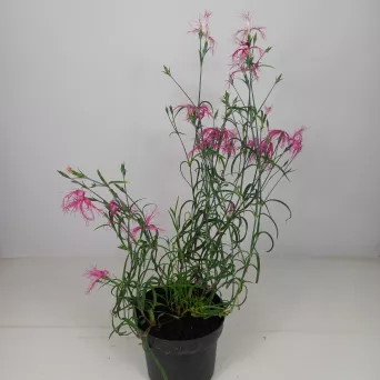 Dianthus Gratianopolitanus 'Dancing Geisha' - Goździk Chiński - C1,5