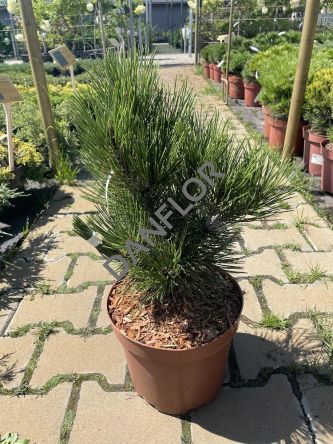 Pinus Leucodermis 'Malinki' - Sosna Bośniacka - C5