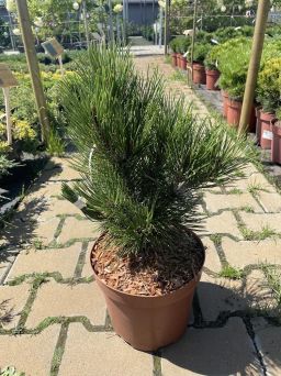 Pinus Leucodermis 'Malinki' - Sosna Bośniacka - C5