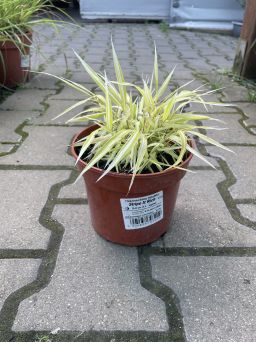 Hakonechloa smukła 'Stripe It Rich'