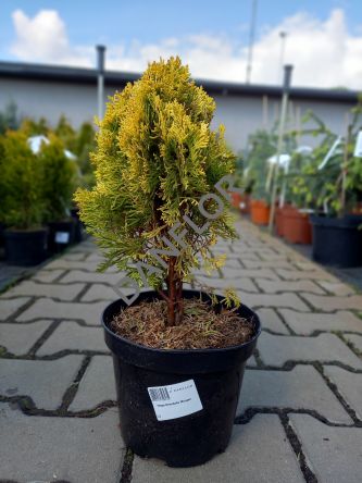 Thuja Orientalis 'Morgan' - Żywotnik Zachodni - C3