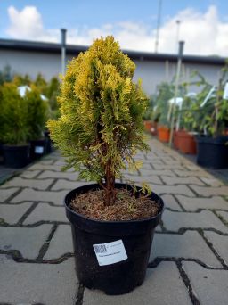Thuja Orientalis 'Morgan' - Żywotnik Zachodni - C3