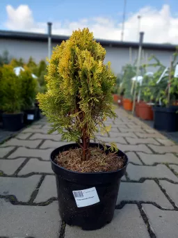 Thuja Orientalis 'Morgan' - Żywotnik Zachodni - C3