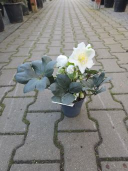Helleborus 'Niger' - Ciemiernik - C1/C2