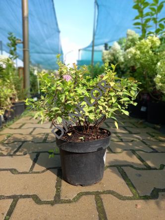 Spiraea Japonica 'Golden Princess' - Tawuła Japońska - C2