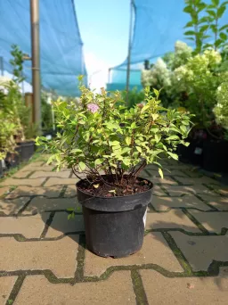 Spiraea Japonica 'Golden Princess' - Tawuła Japońska - C2