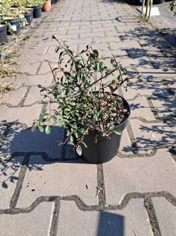 Cotoneaster Radicans 'Eichholz' - Irga Rozesłana - C2
